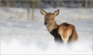 <p>JELEN LESNÍ (Cervus elaphus) obora /Red deer - Rothirsch/</p>